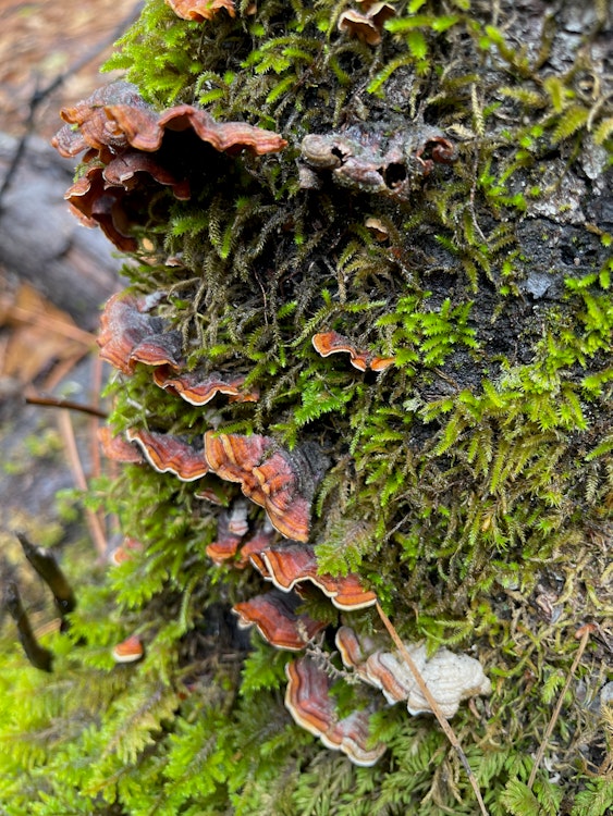 Mushroom Foraging / Fungi Hunting - Self-Guided 