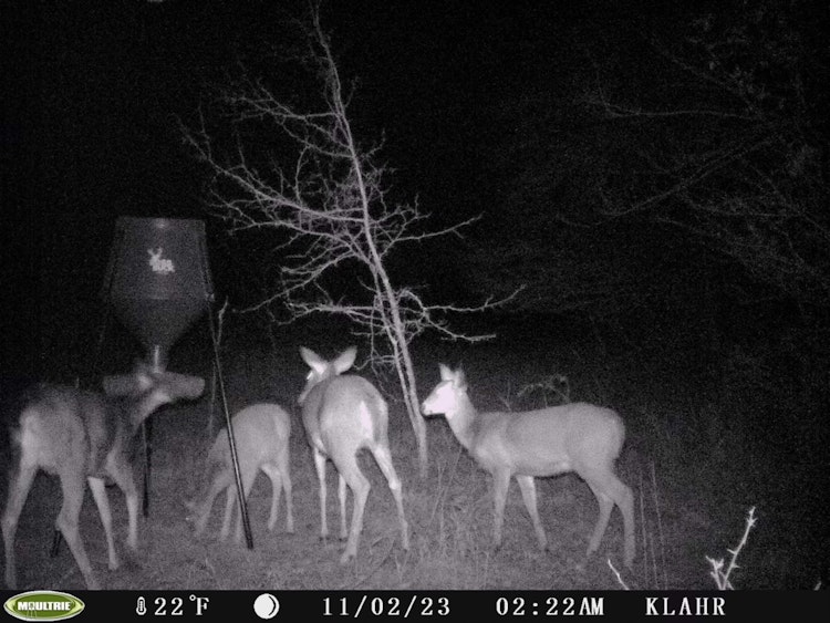 Late Season Whitetail Doe Hunt