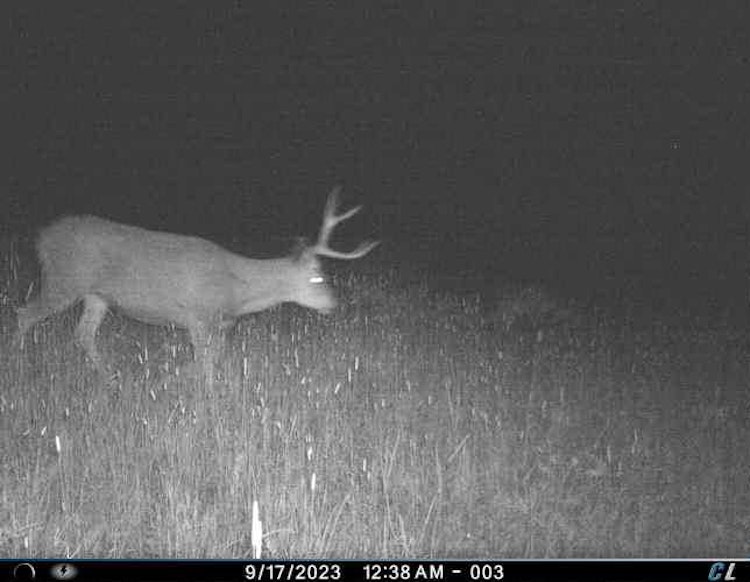 6-day/5-nights Archery deer/elk Hunt