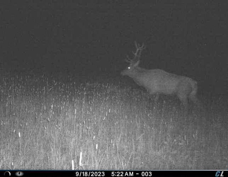 6-day/5-nights Archery deer/elk Hunt