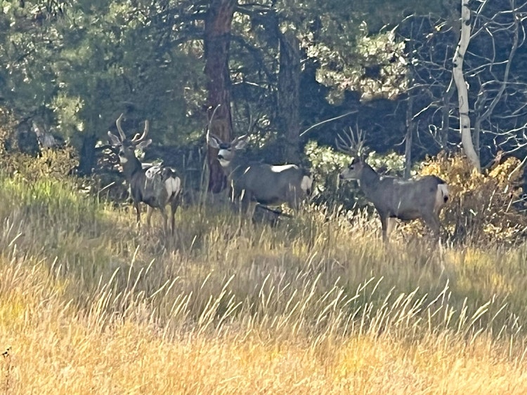 Mule Deer Buck Hunt