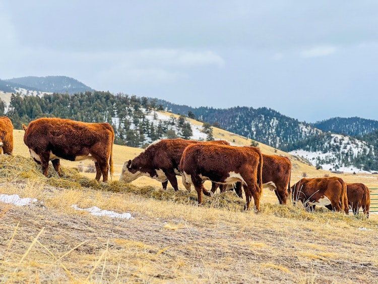 Colorado Ranch & Nature Experiences
