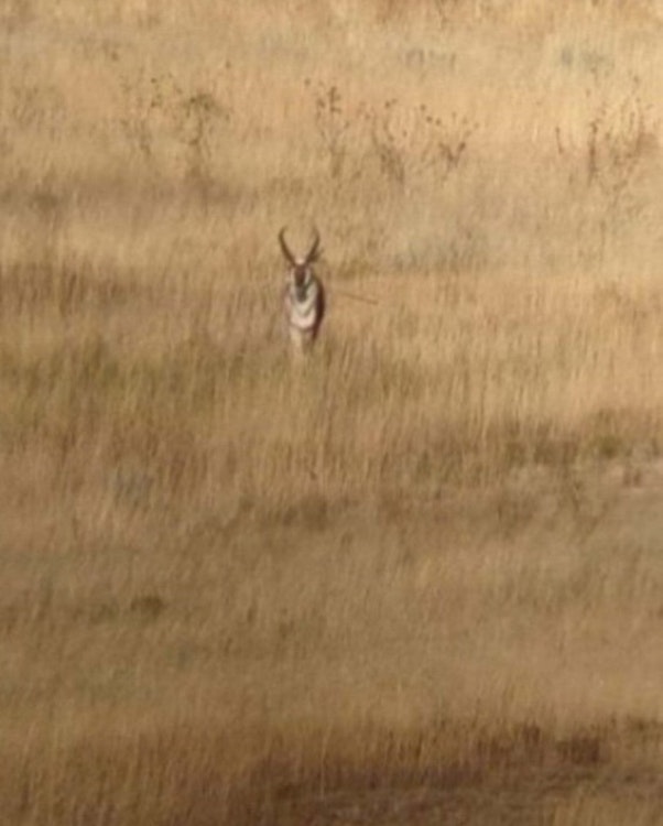 3-Day Antelope Hunt: Zone 3