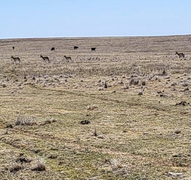 3-Day Antelope Hunt: Zone 3