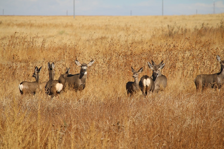 Pronghorn/Deer Hunt