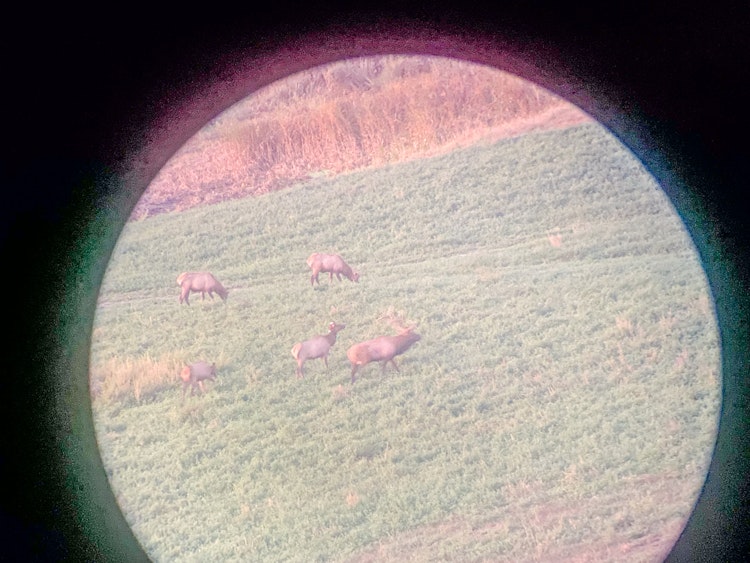 Bull Elk Hunt