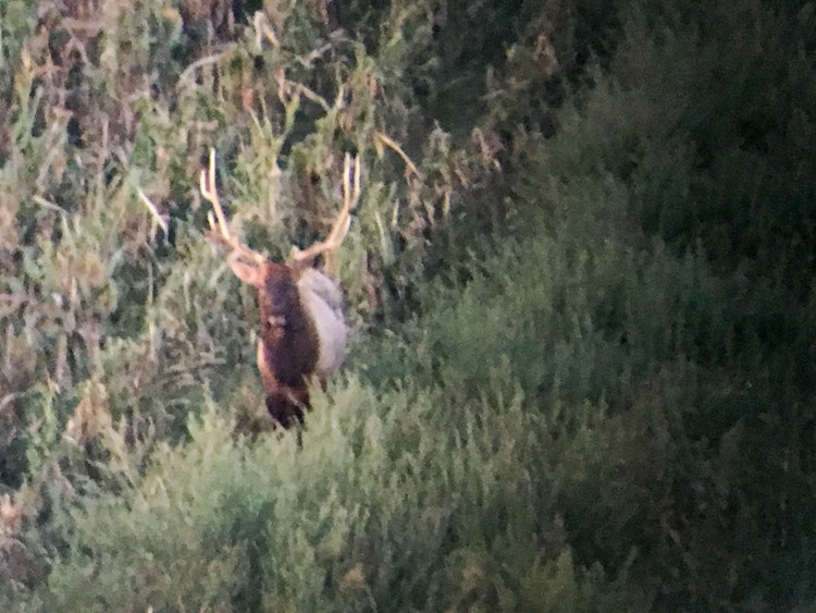 Bull Elk Hunt