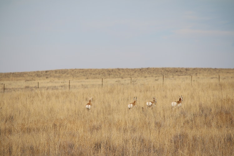 Pronghorn/Deer Hunt