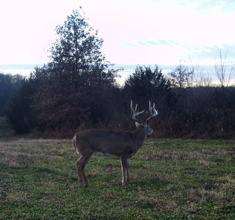 Late Season Archery Whitetail Hunt: Nov 21st - Jan 15th