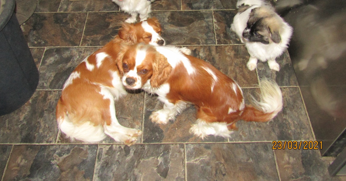 The Spaniel Project Cavalier King Charles Spaniels