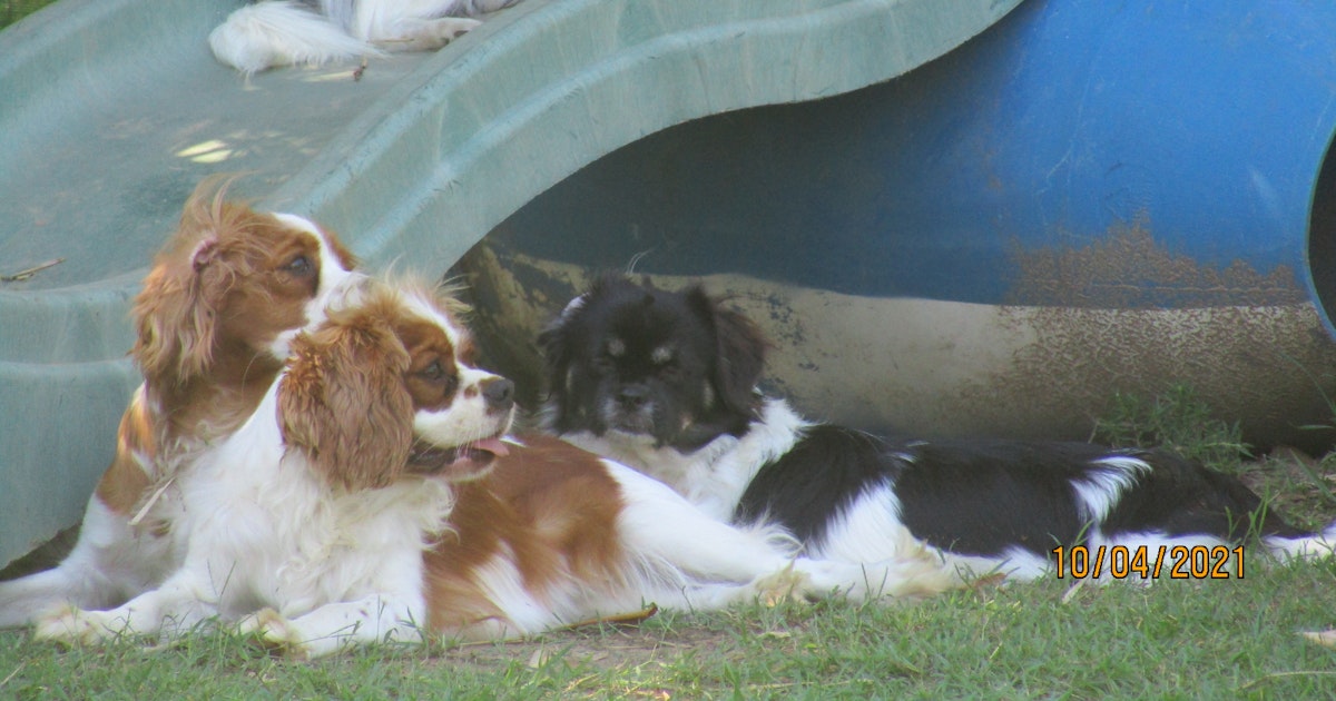 The Spaniel Project Cavalier King Charles Spaniels