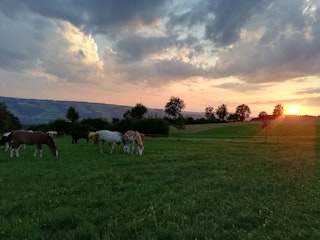Atmosfera serale sul pascolo di montagna. I cavalli possono godere dei pascoli insieme al bestiame.