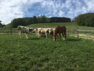 Our cattle with horse cherry Lady