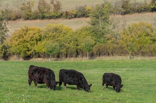Our Galloways on the pasture