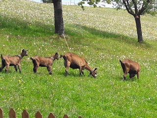Chèvres de montagne de couleur chamois