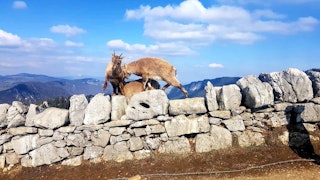 beautiful ibexes that you can admire at Creu du Van with a little luck