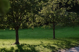 Zeltplatz unter dem Kirschbaum