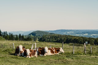 Die herrliche Aussicht vom Lager aus mit deinen Nachbarinnen, den Montbéliard-Kühen.