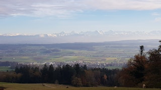 From the edge of the forest you can see up to the Bernese Alps