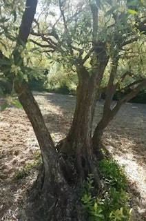 L'oliveraie: un camp avec des parfums provençaux et le chant des cigales. 