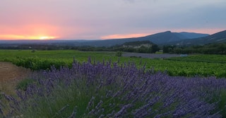 Una vista di uno dei vari campi della nostra tenuta al tramonto.