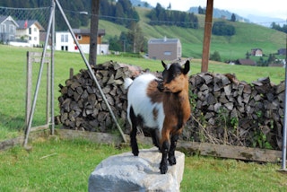 Dwarf goats live with us from about mid-May to mid-October