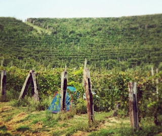 Camping in the middle of vineyards