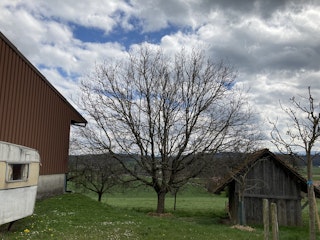 The walnut tree that gives your camp its name. It's located between the farmhouse and the barn.