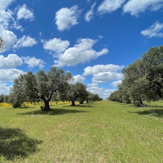 Camp zwischen den Olivenbäumen