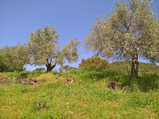 Les oliviers près du camp