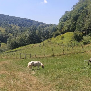 Our view of the valley and our free animals!