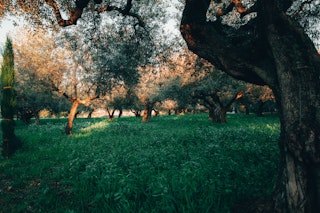 Im Frühjahr 2023 werden inmitten dieser Olivenbäume Plätze für Camper entstehen