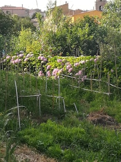 Hydrangeas in our garden