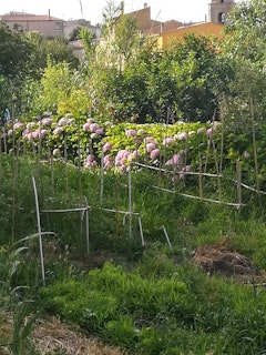 Hortensien in unserem Garten