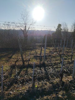 Vineyard during winter