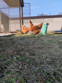 The nice friends of the camp, our chickens.
