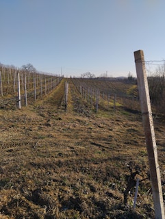 Our vineyard in winter