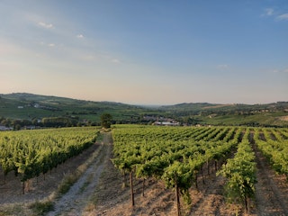 Surrounding the camp are only vineyards