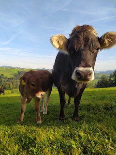 Mariza with her calf Mio.