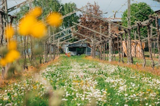 In front of the camp there are only vineyards and the flowers (in spring)