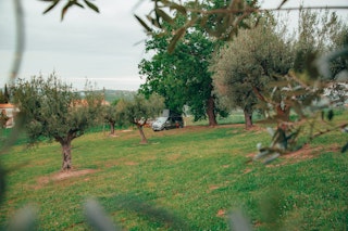 The camp is located under two oak trees near our olive trees