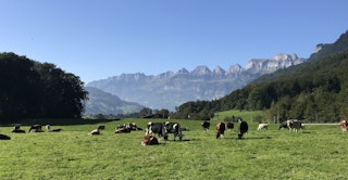le pâturage panoramique de nos vaches
