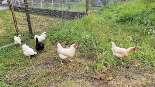 Our chickens which provide the fresh breakfast eggs