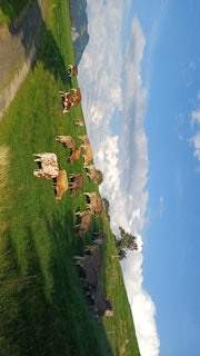 Our cows grazing.