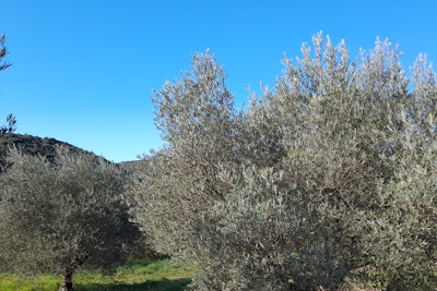 L oliveraie de Juju