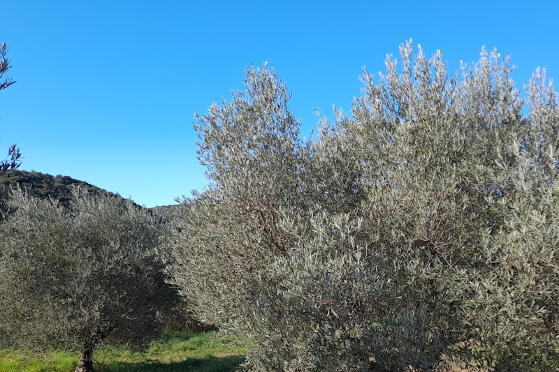 L oliveraie de Juju