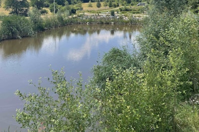 Wilde Heimat 2: Natur pur am Teich
