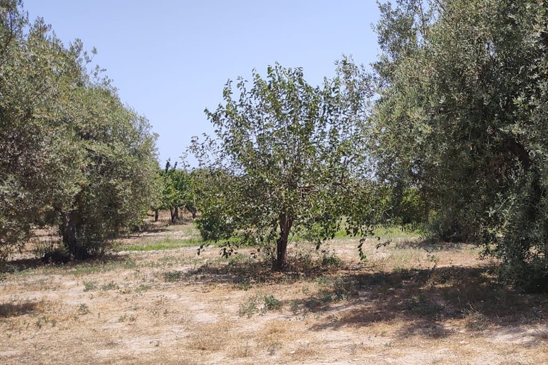 Tra gli ulivi - Among the olive trees