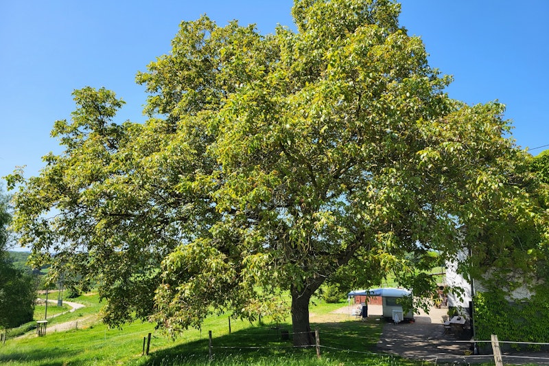 Unterm Walnussbaum