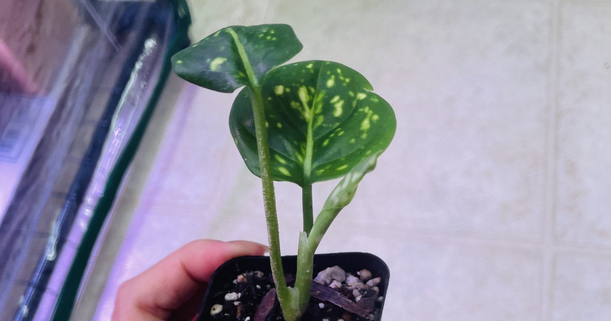 MonsteraX Marketplace | Aglaonema pictum tricolor 🌱 - $35 MonsteraX Marketplace | Aglaonema pictum tricolor 🌱 - $35